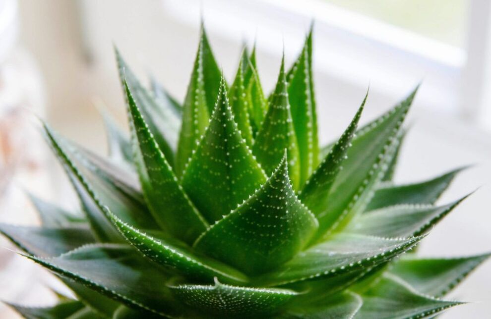 aloe to enlarge the penis